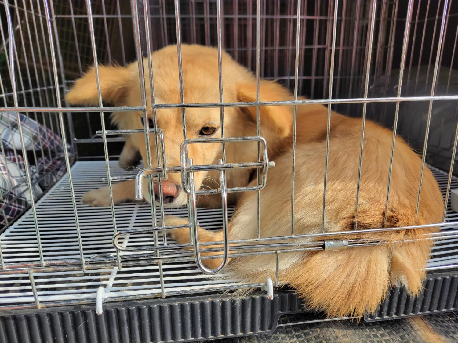 고양시동물보호센터_441394202402031